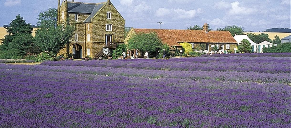 Norfolk Lavender2